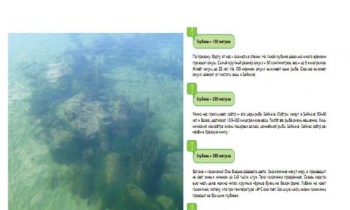 Ikan Baikal: daftar, deskripsi