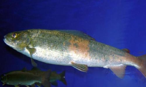 Ikan yang hanya ditemukan di Baikal