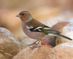 Птица зяблик: фото и описание, образ жизни, среда обитания Зяблик перелетная или зимующая
