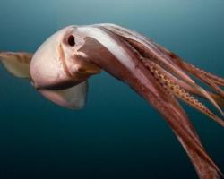 Гигантский кальмар – фото, описание и видео