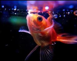 Как да храним риби в аквариум Можете да храните аквариумни риби