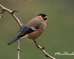 Птица Снекир: описание, начин на живот и местообитание