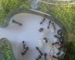 Размножаване на мравки: ръководство за начинаещи Как се размножават мравките за деца