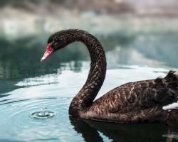 Черен лебед: всичко за австралийския „абориген“ На снимката е черен лебед