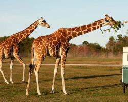 Животно жираф: описание, снимки и снимки, видео, защо вратът на жирафа е толкова дълъг, колко е висок?