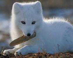 Арктическа лисица (полярна лисица)