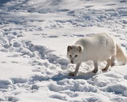 Животно от арктическа лисица: описание и снимка на полярната лисица. Къде живее арктическата лисица