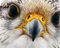 Хищна птица, бял сокол - gyrfalcon: описание на живота на тундрова птица със снимки и видеоклипове
