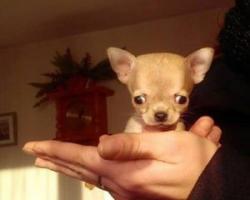 Най-малките породи кучета Породата на най-малкото куче в света