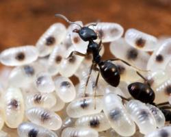 Колко бързо се размножават мравките?