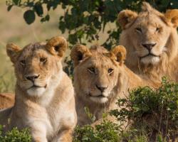 Какво ядат лъвовете?  Колко живеят лъвовете?  Средна продължителност на живота на лъва