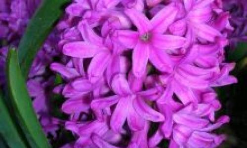 Distillation of hyacinth at home and care