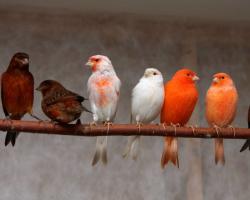 Домашняя канарейка: сколько живут канарейки, уход за птицей